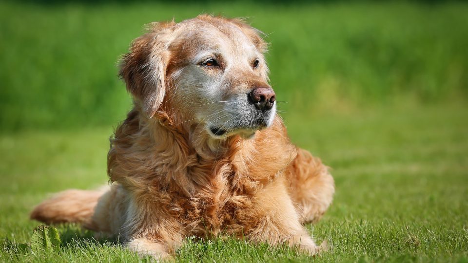 Cognitive Dysfunction – Senility in Geriatric Pets