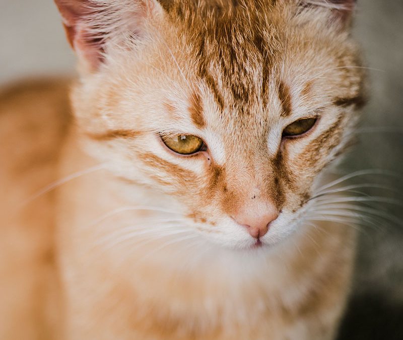 Hyperthyroidism in Cats